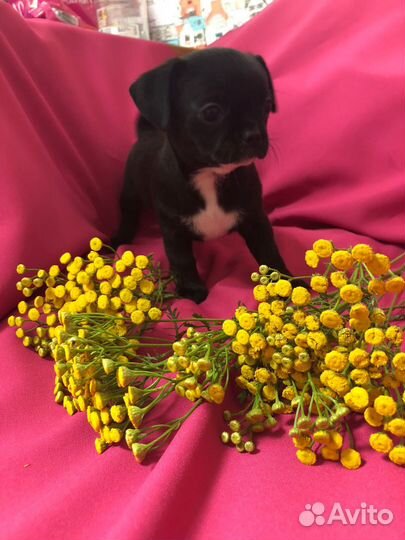 Щенки чихуахуа девочки