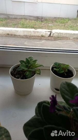 Фиалка в горшках