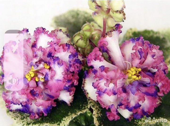 Сортовые фиалки