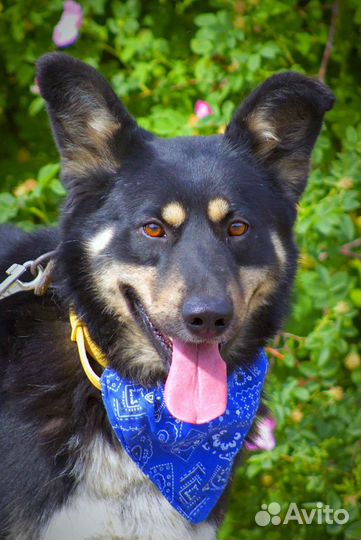 Благородный сэр Джек в поисках семьи