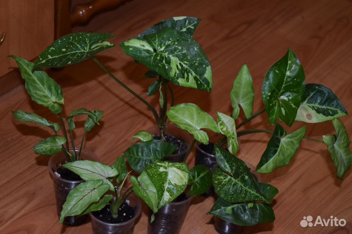 Сингониумы 2