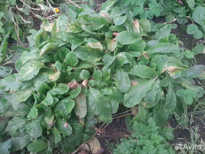 Примула розовая или малиновая