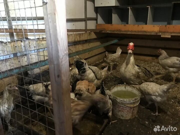 Куры молодки