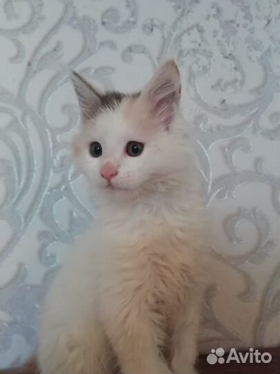 Мэйн кун котята