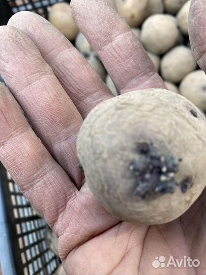 Семенной картофель