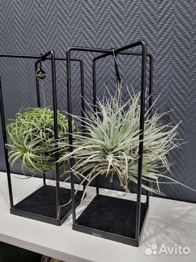 Тилландсия атмосферная