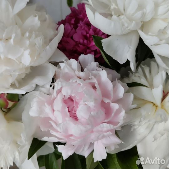 Пионы саженцы корни