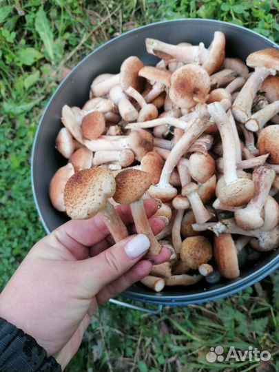 Грибы опята свежие