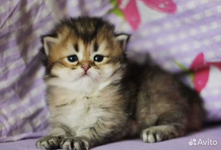 Страйт и фолд золотая шиншилла