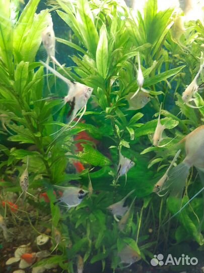 Аквариумные рыбки