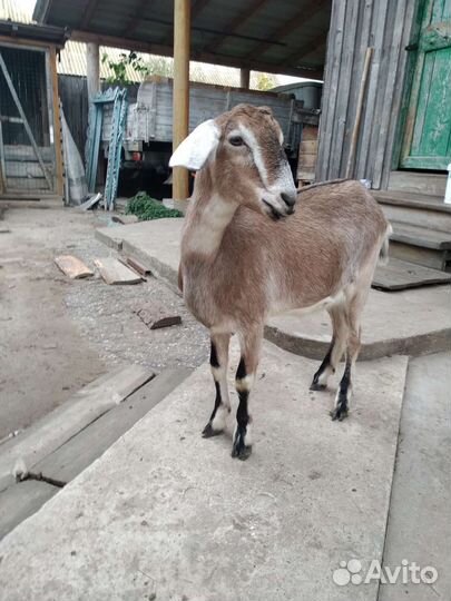 Козы двухлетки, козел на племя