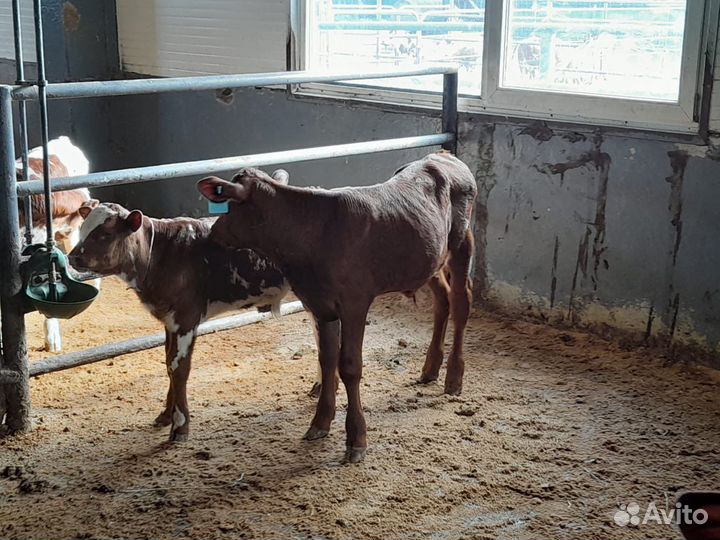 Бычки и телята