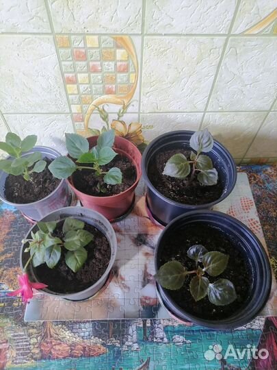 Комнатные цветы