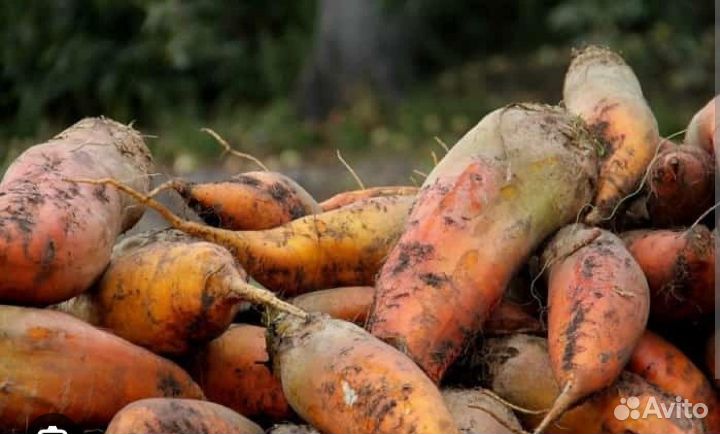 Свекла кормовая