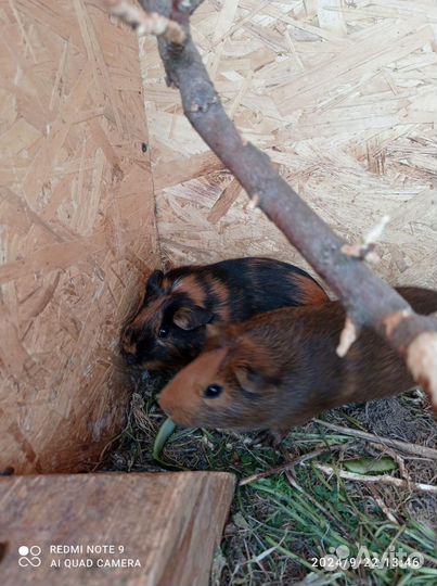 Морская свинка