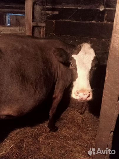 Корова дойная
