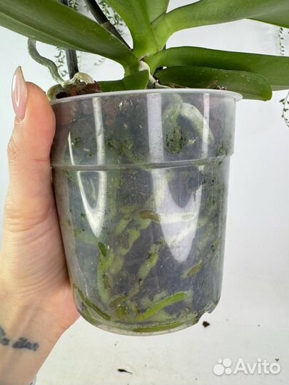 Орхидея фаленопсис Тоши неоновый пелор