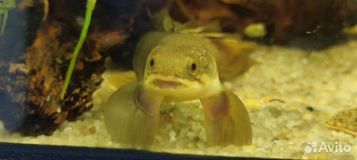 Полиптерусы