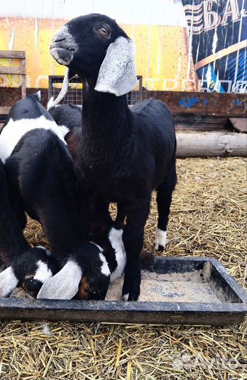 Англо нубийские козлята