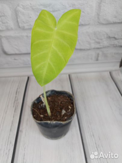 Филодендрон мэджик маск, ксантозома йелоу