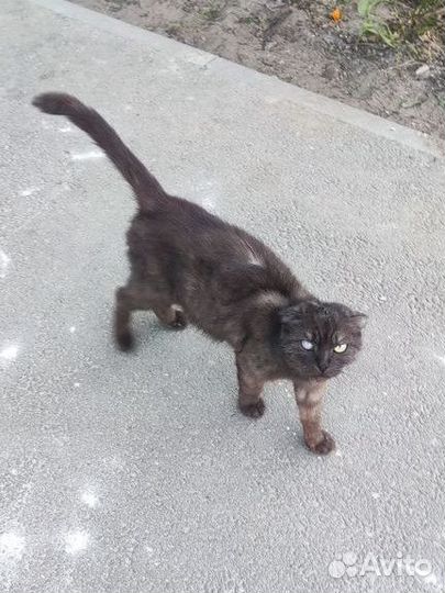 Кошка ищет дом