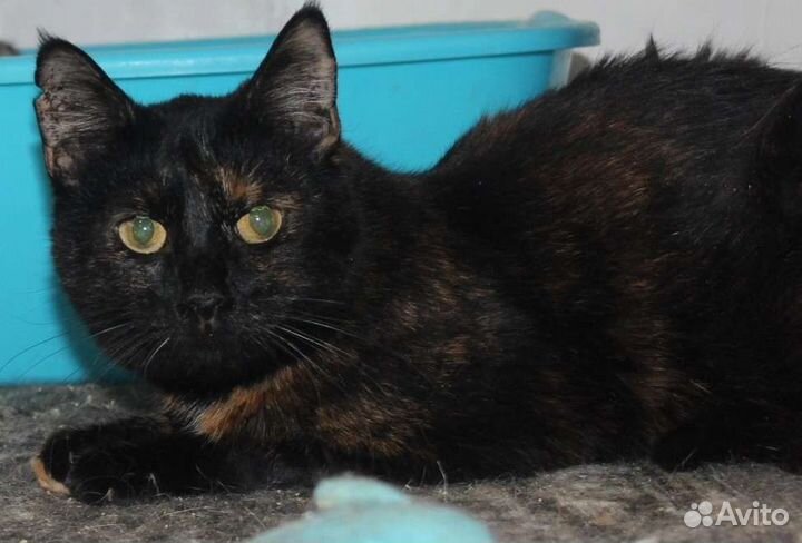 Кошка Пиксель