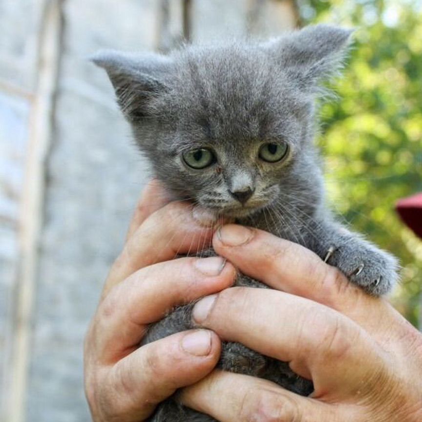 Серый дымчатый маленький котенок в добрые руки