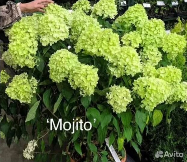 Гортензия метельчатая Mojito