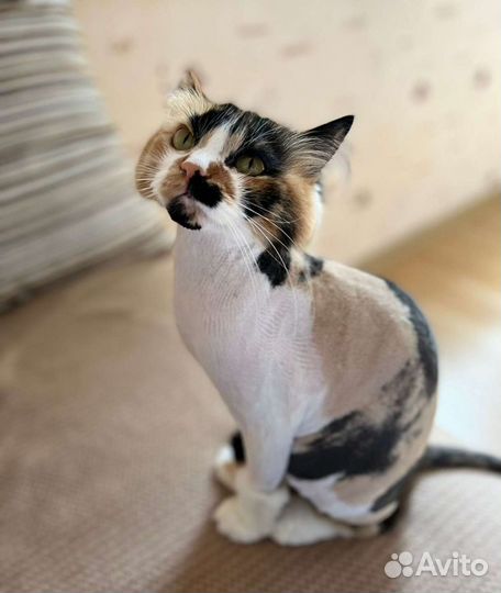 Стрижка собак и кошек