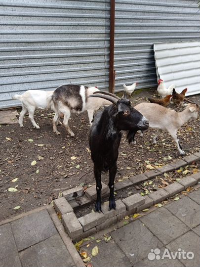 Продам козлят