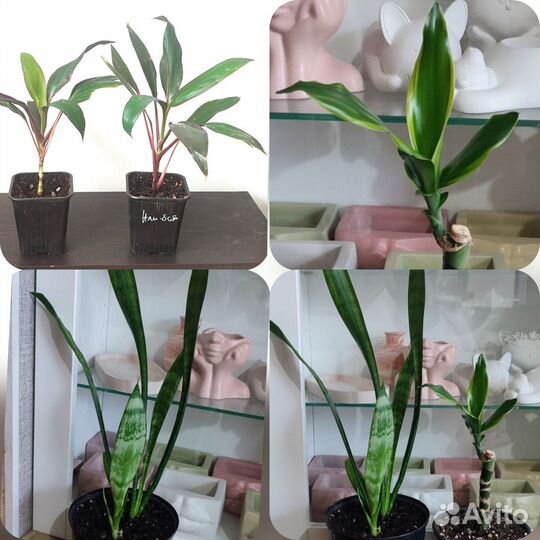 Драцена, сансевиерия, агланеома