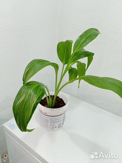 Калла - белая