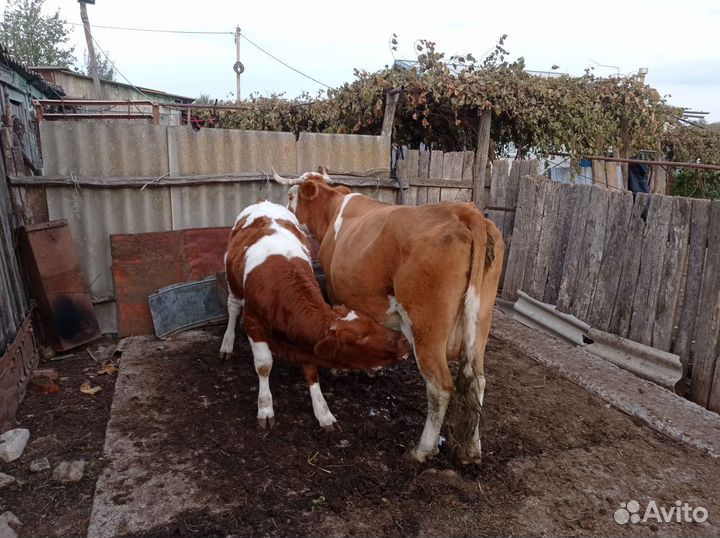 Корова телята и бычки