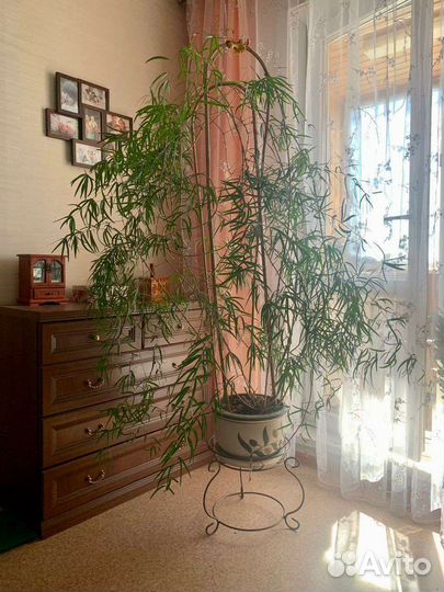 Аспарагус большой