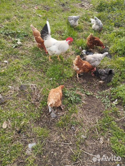 Куры молодки несушки домашние