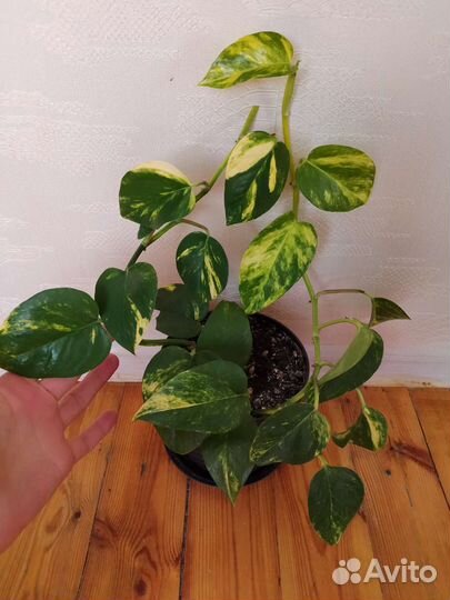 Комнатные растения