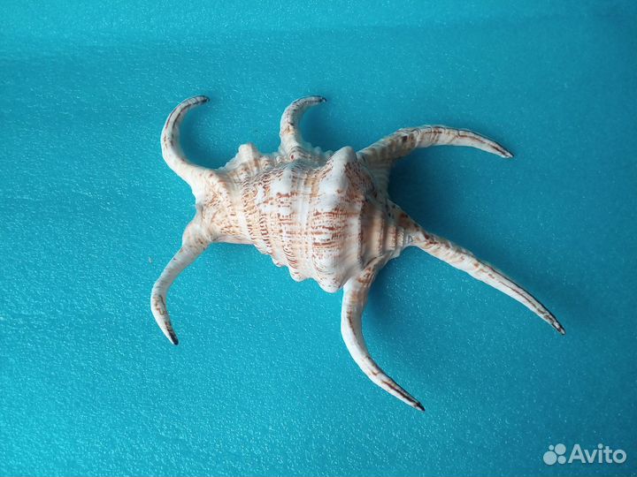 Ракушка Lambis chiragra Шри-Ланка 245 мм