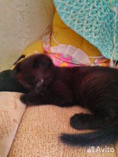 Британские котята