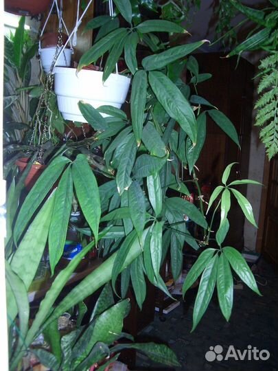 Коллекционные ароидные