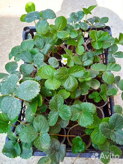 Рассада клубники Мурано