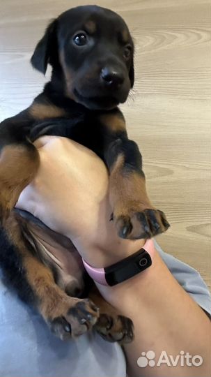 Щенок добермана девочка