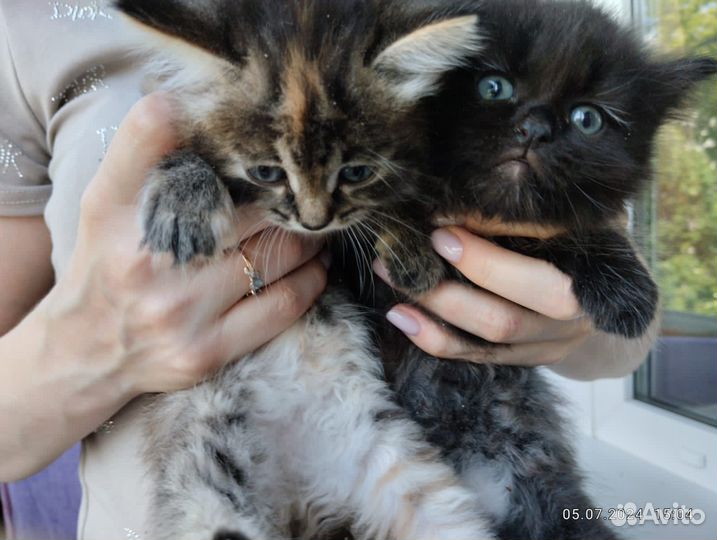 Отдам в добрые руки