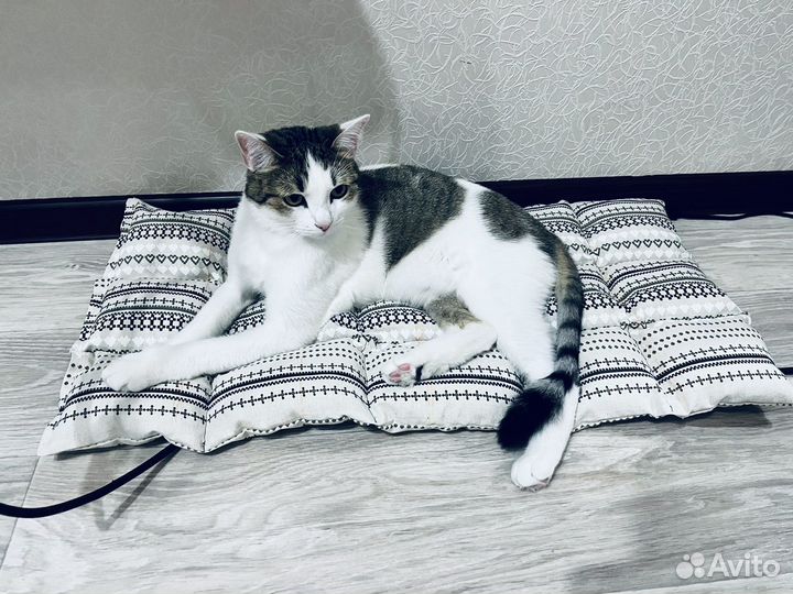 Лежанка для котов