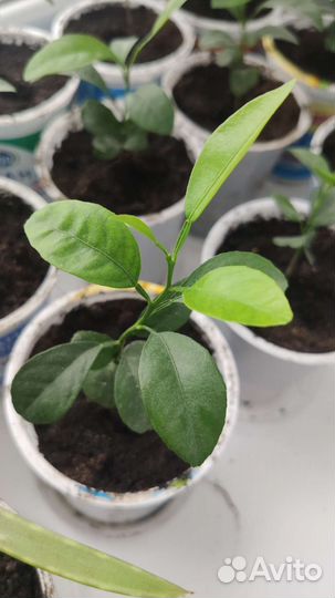 Мандариновое дерево для дома