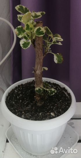 Комнатные растения