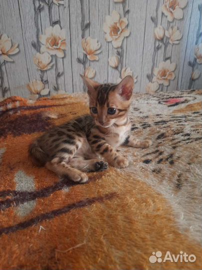 Бенгальские котята