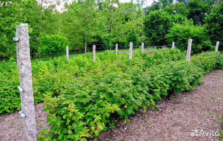 Саженцы малины