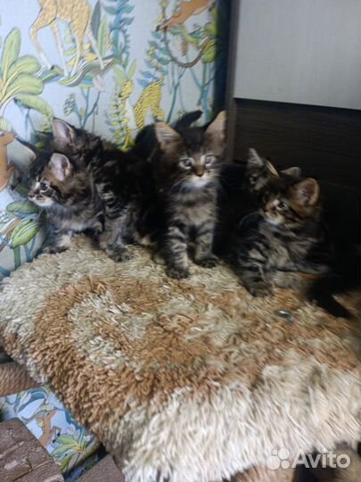 Котята мейн-куна