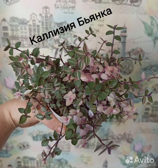 Комнатные растения цветы