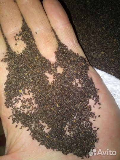 Семена иссопа